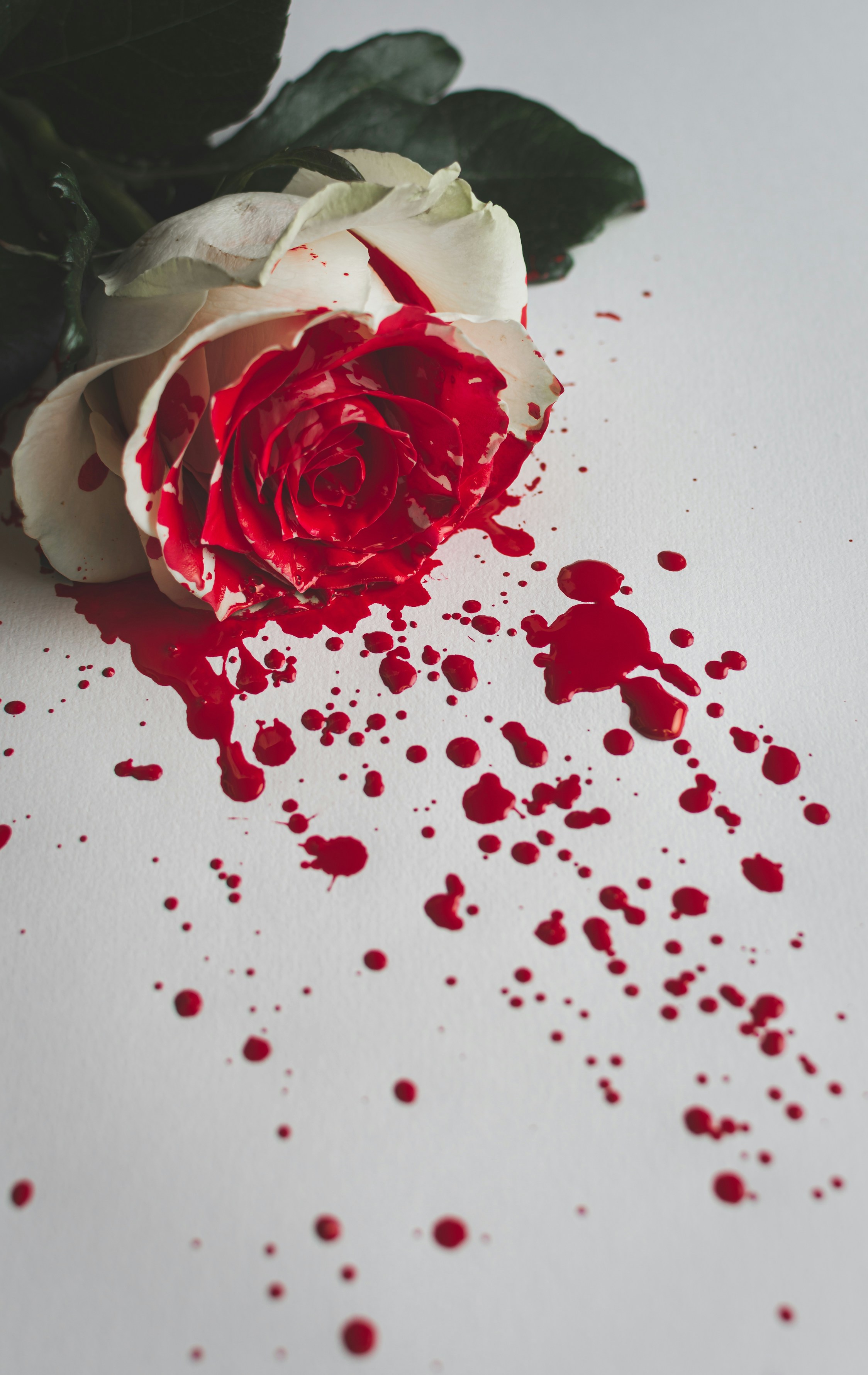 Blood splatter on a white rose